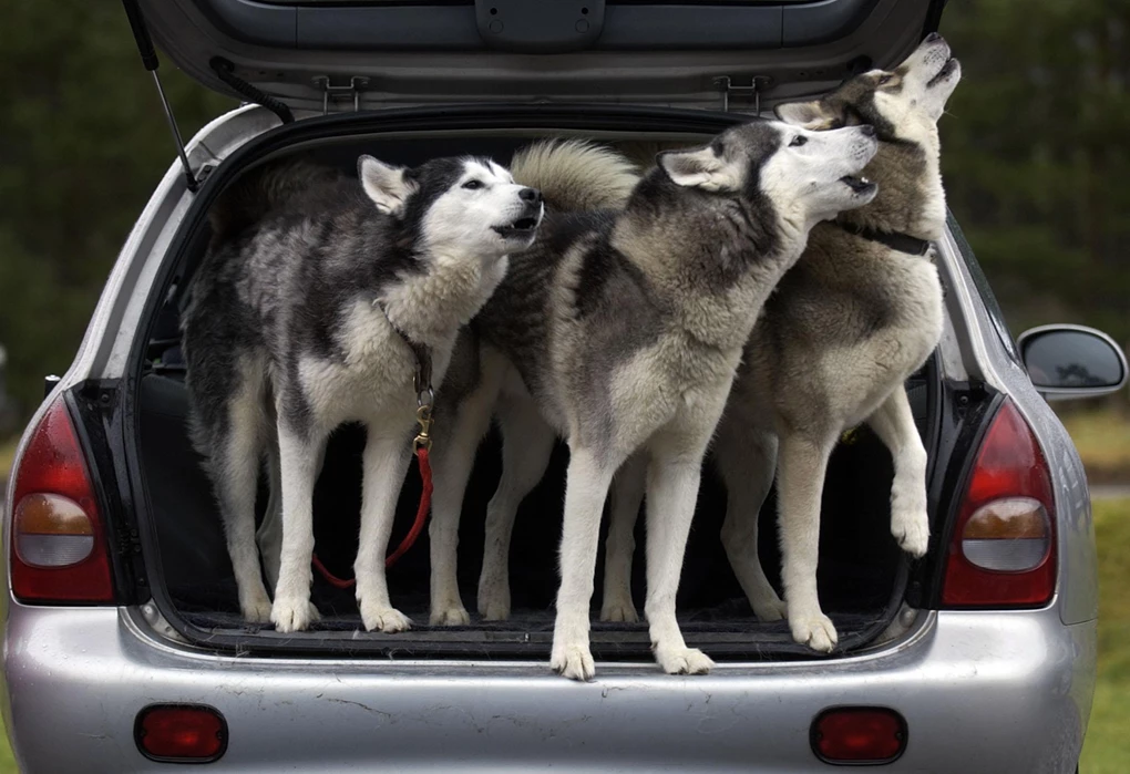 is it legal to leave dog in car